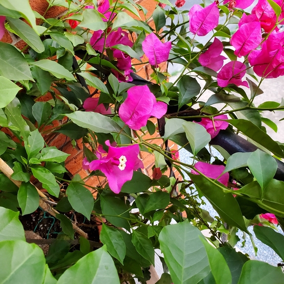 Meet your Posher, Lise - Picture 2 of 3